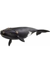 Vie sauvage Ballena Franca Glacial